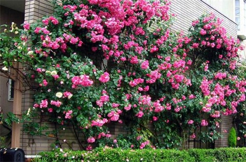 适合秋天移种的爬藤花,详解十种秋季爬藤花