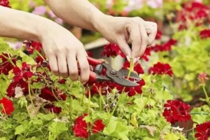 秋季养花只要做到这八点,明年开爆盆