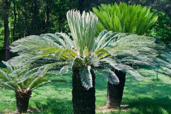 铁树叶子发黄干枯如何补救