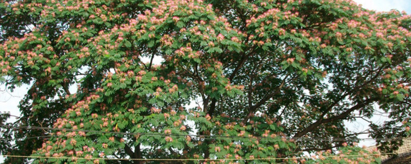 榕花树的寓意