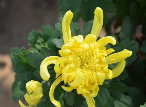 秋天的植物有哪些,盘点10种秋天最美植物