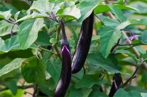 秋天种什么菜,10种生活营养蔬菜